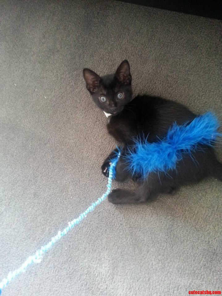This Is Jinx She Always Looks So Amazed with the World