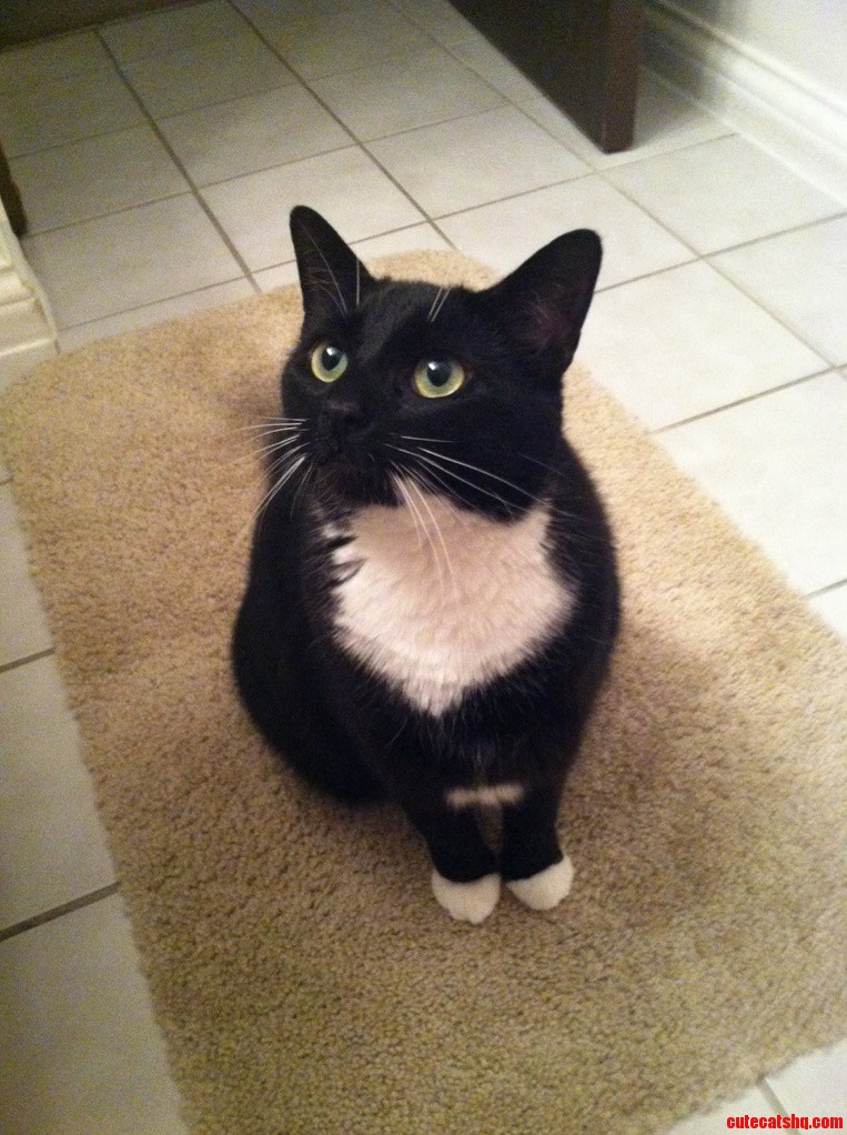 This Is Kitty Foreman. She Likes to Visit Me While Im on the Toilet.