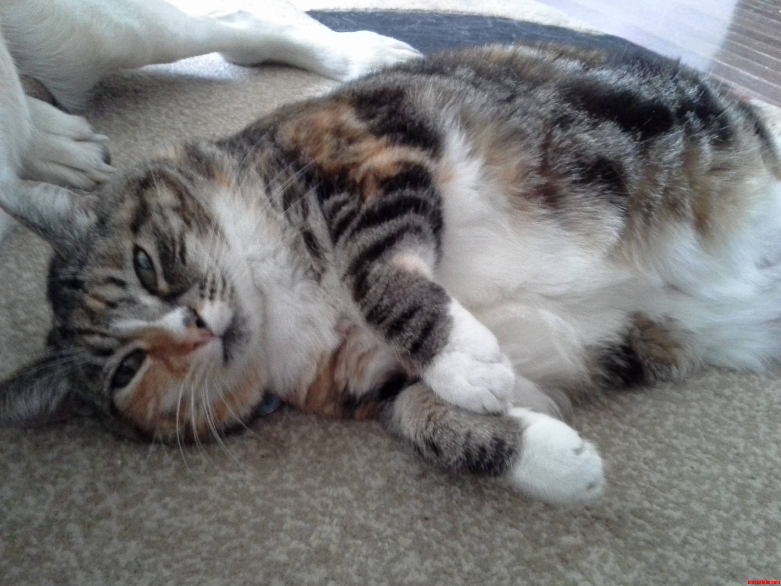 This Is Momo. She Is a Strong 15 Years Old. but Still Acts Like Shes 2.