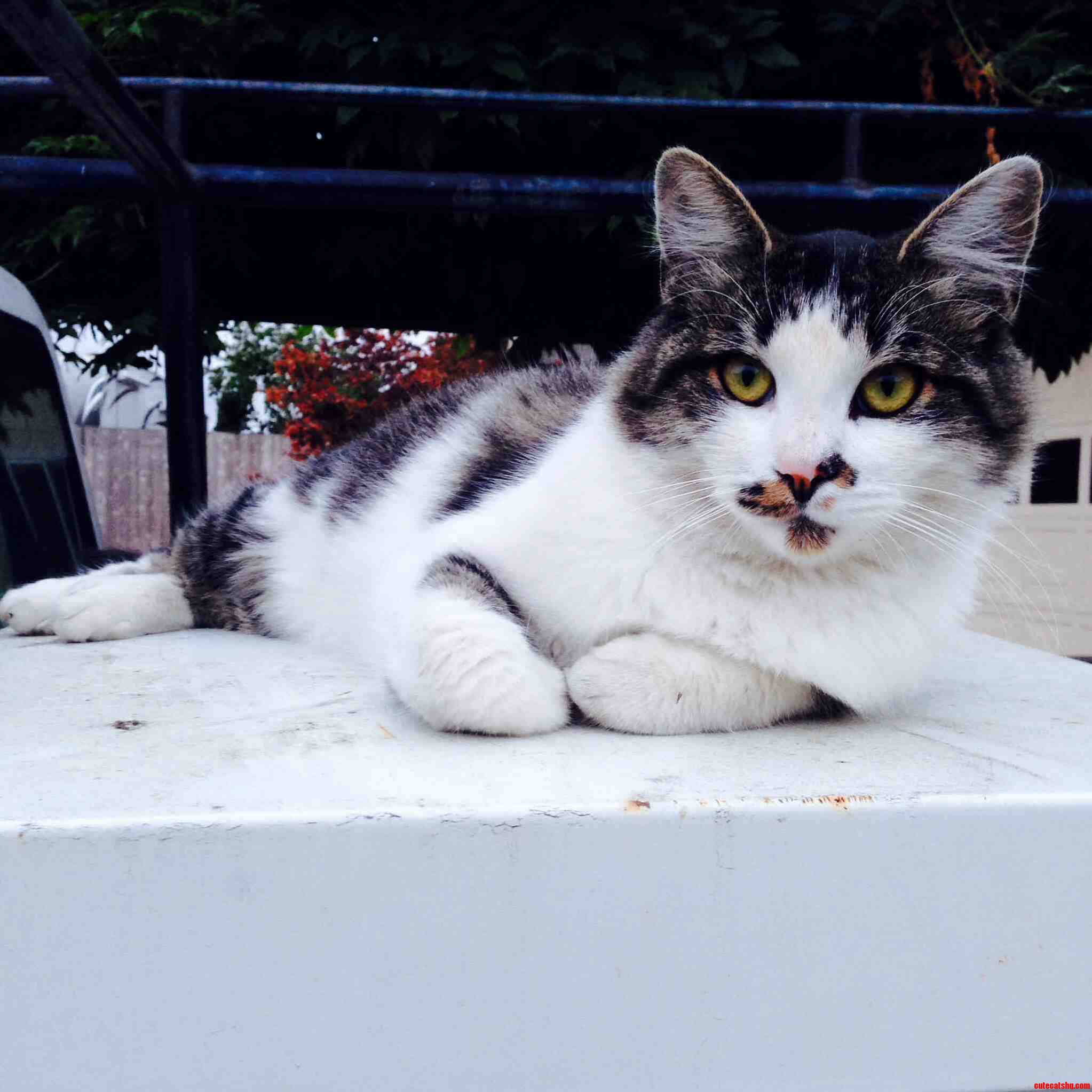 This Is My Big Boy Finn Hes Majestic and Beautiful. Enjoy
