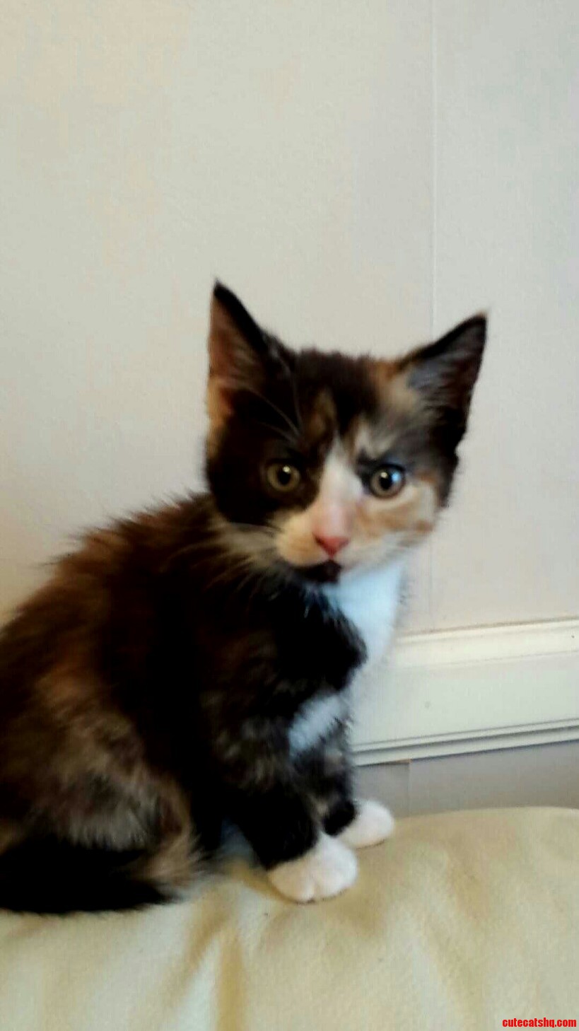 This Is My New Kitten Rosie