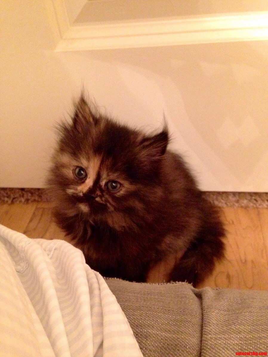 This Is Our Persian Kitten. Her Name Is Batman.