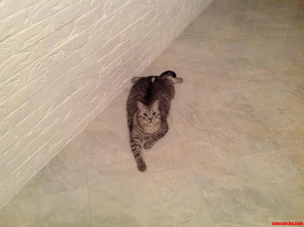 This Is Puss.