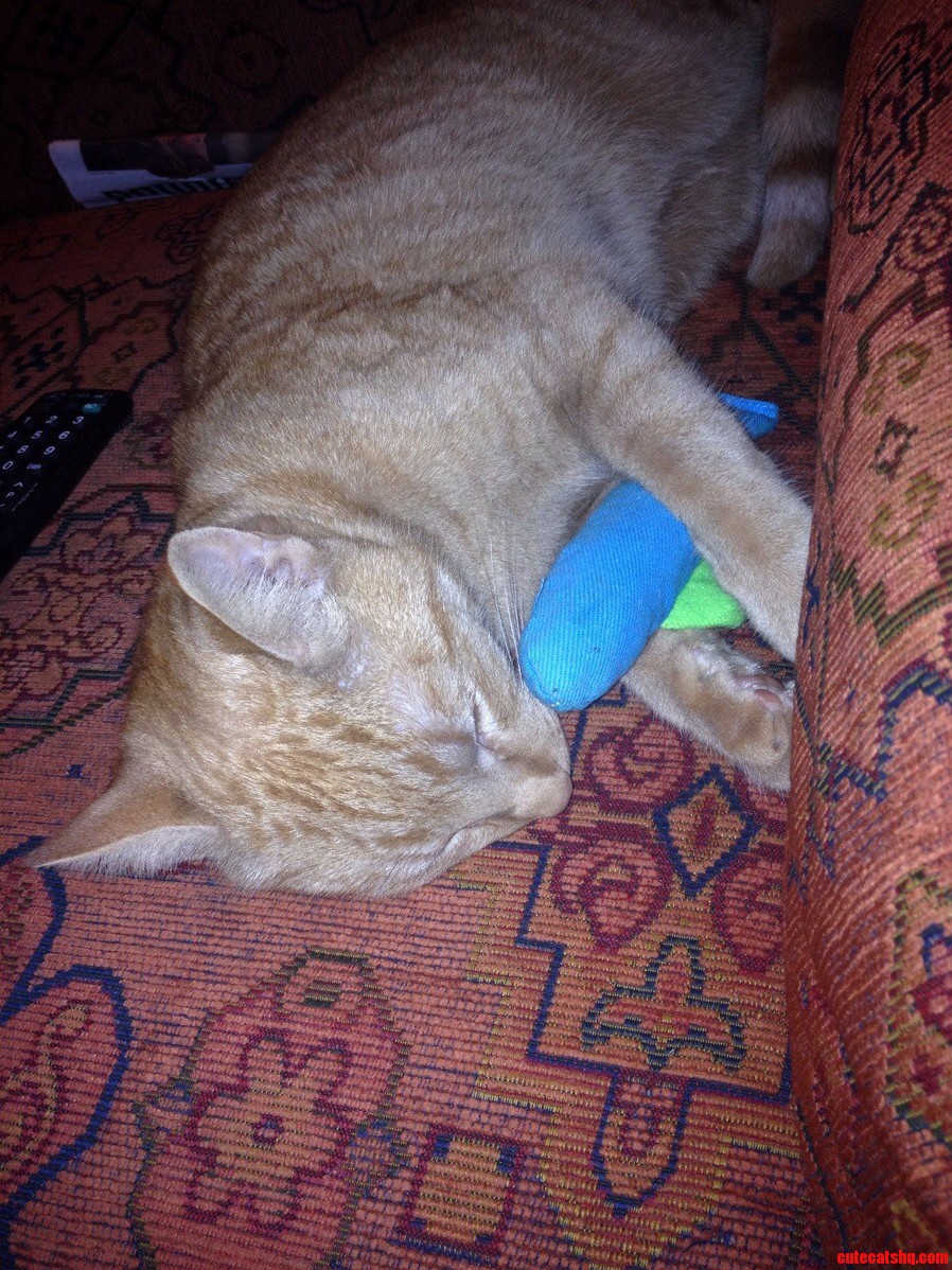 This Is Sheldon Tired Out After Playing with Her New Catnip Fish.