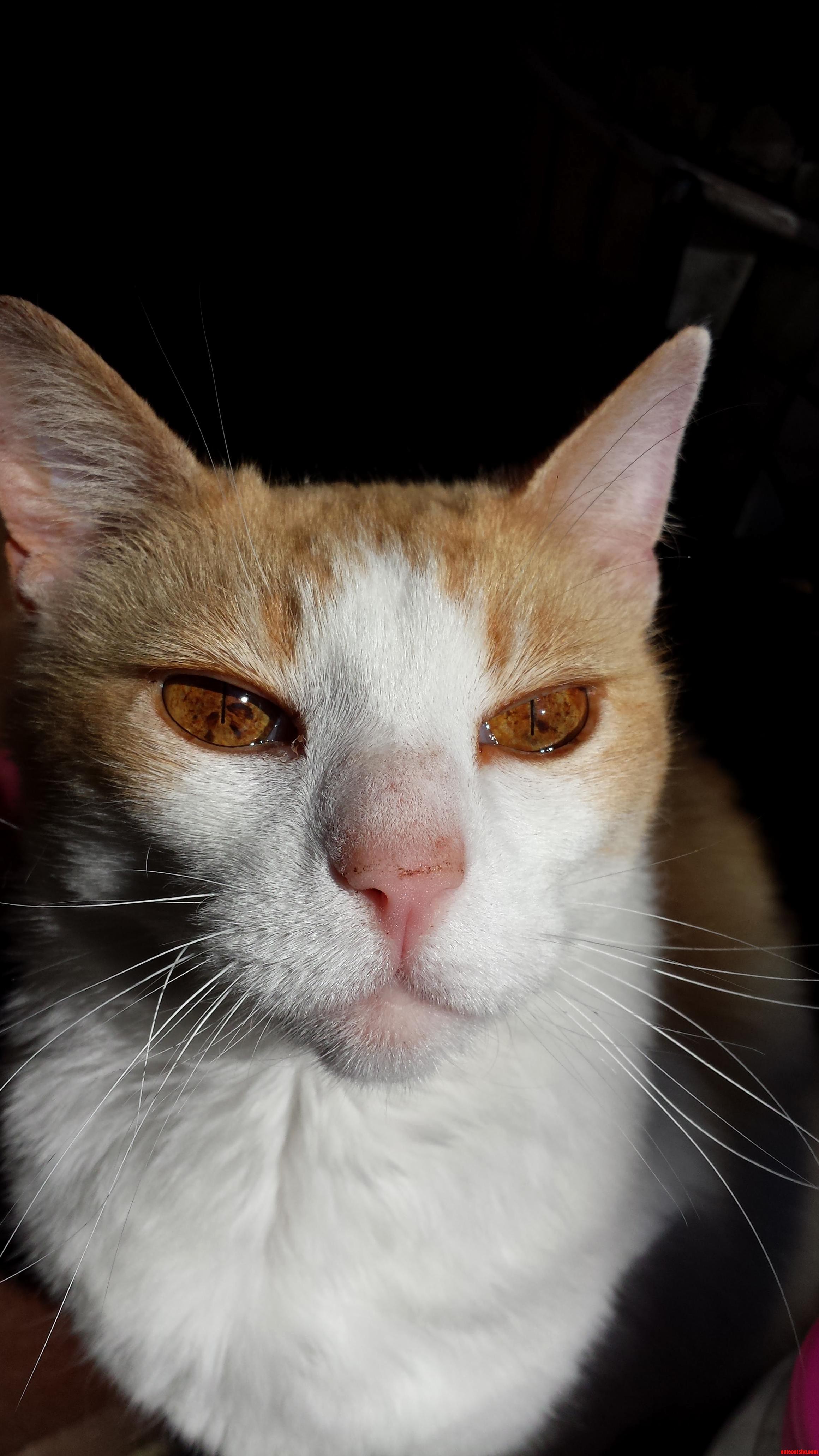 This Is Tigger. I Saved Him from Almost Getting Ran Over at a Taco Bell