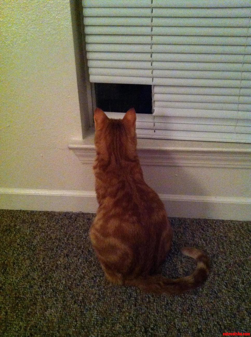 This Little Bastard Decided to Make Himself a Window in My Blinds
