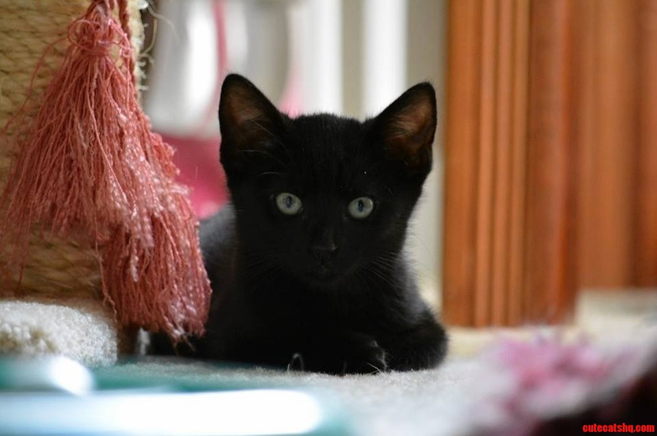 This Pretty Little Lady Joined Our Family Just in Time for Christmas.