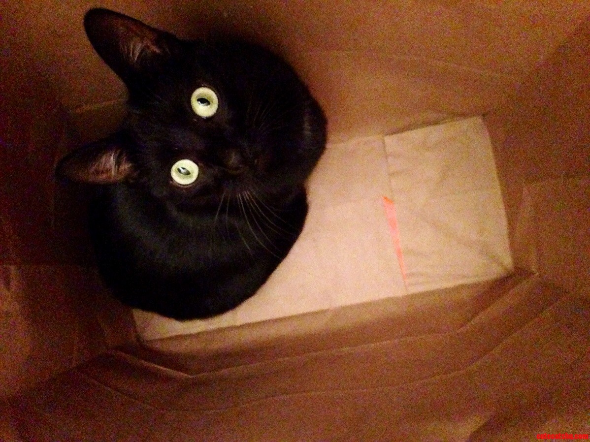 Tipper Likes to Sit in Paper Bags.