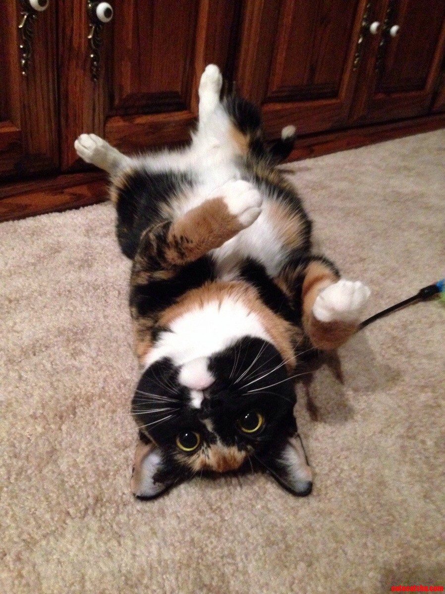 Too Much Nip..