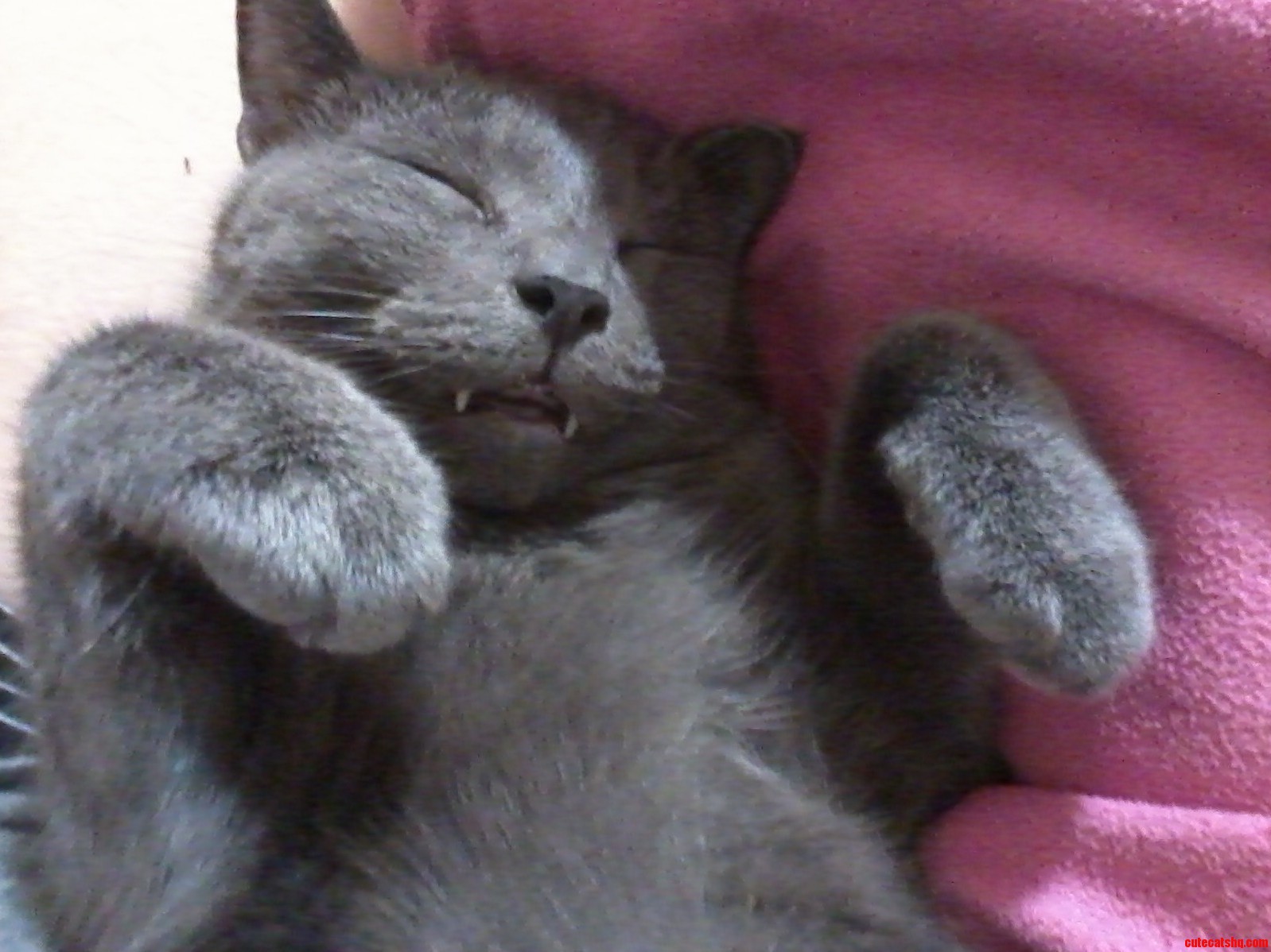 Vampire Cat