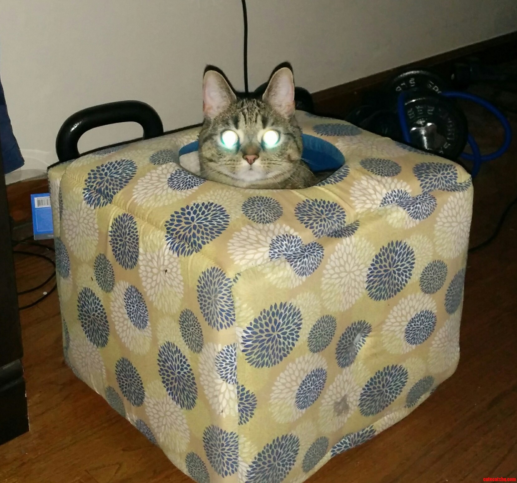 Wack-a-cat