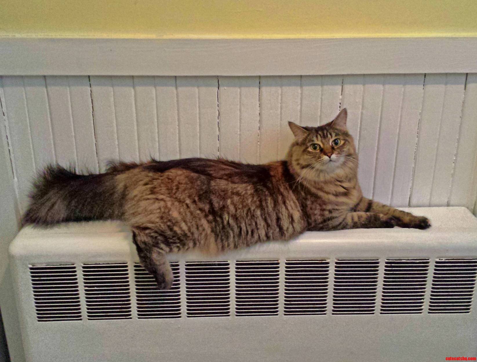 Warm Bum Happy Kitty.