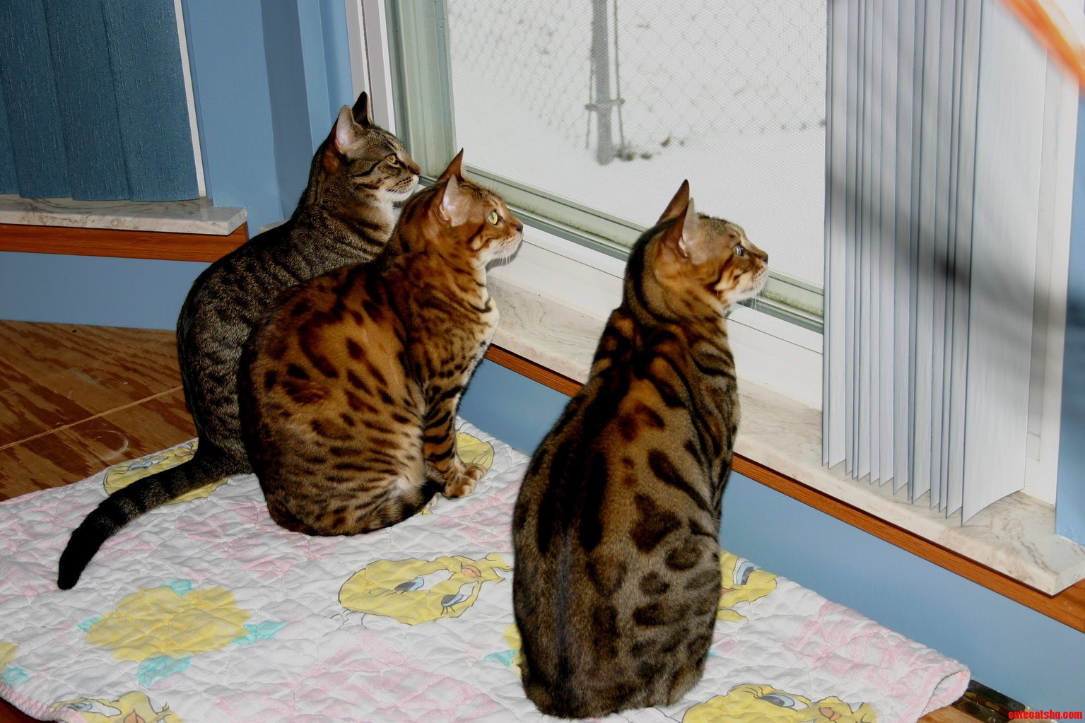 Watching the Birds and the Snow Fall on New Years Day
