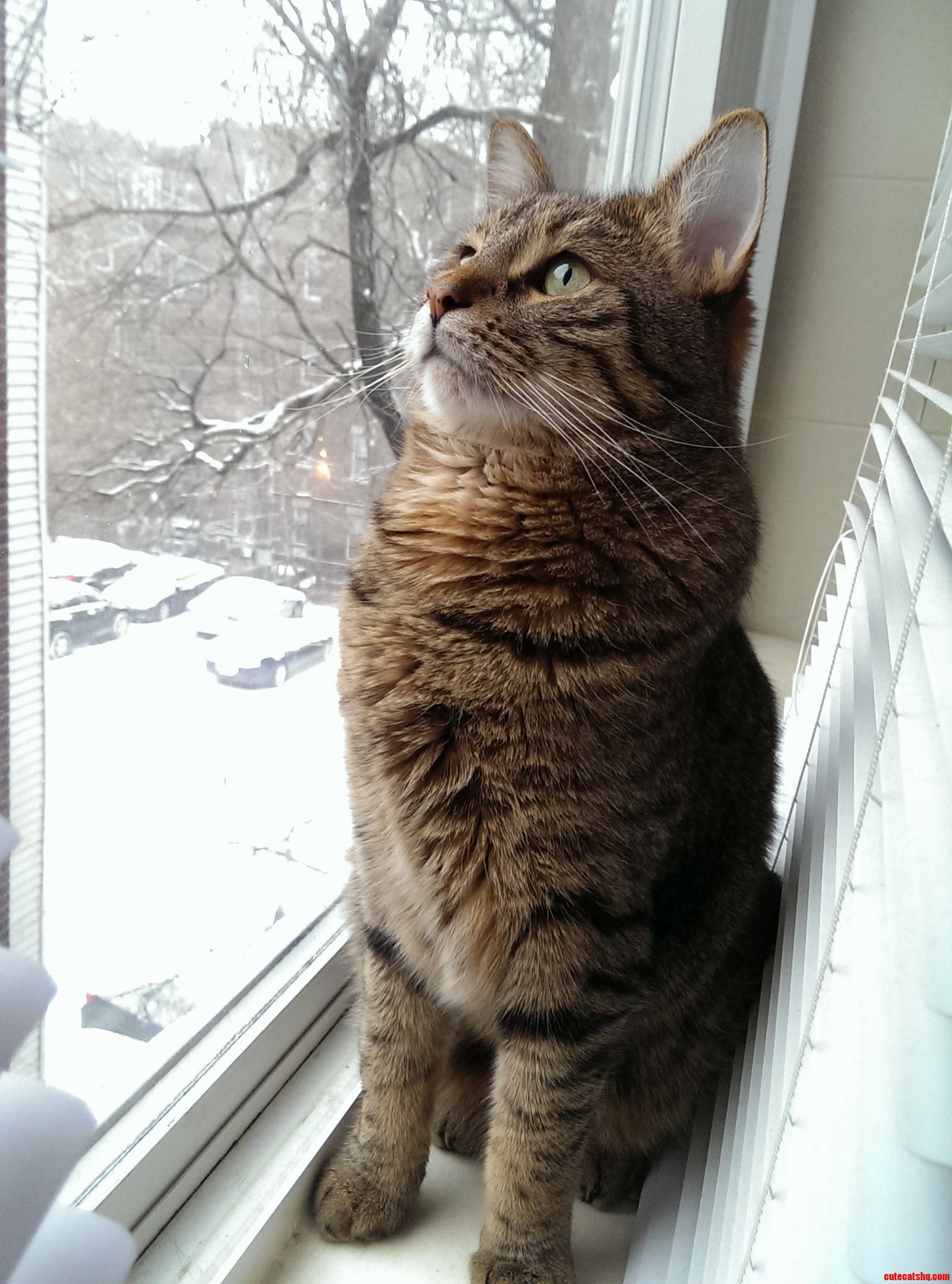 Watching the Snowfall