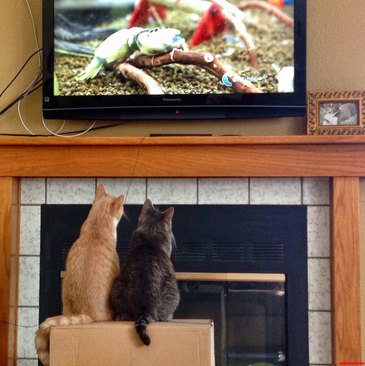 Watching Their Favorite Tv Show Breaking Bird.
