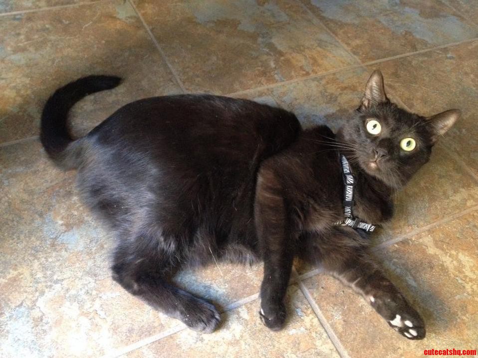 We Thought Wed Try to Take Him on a Walk...