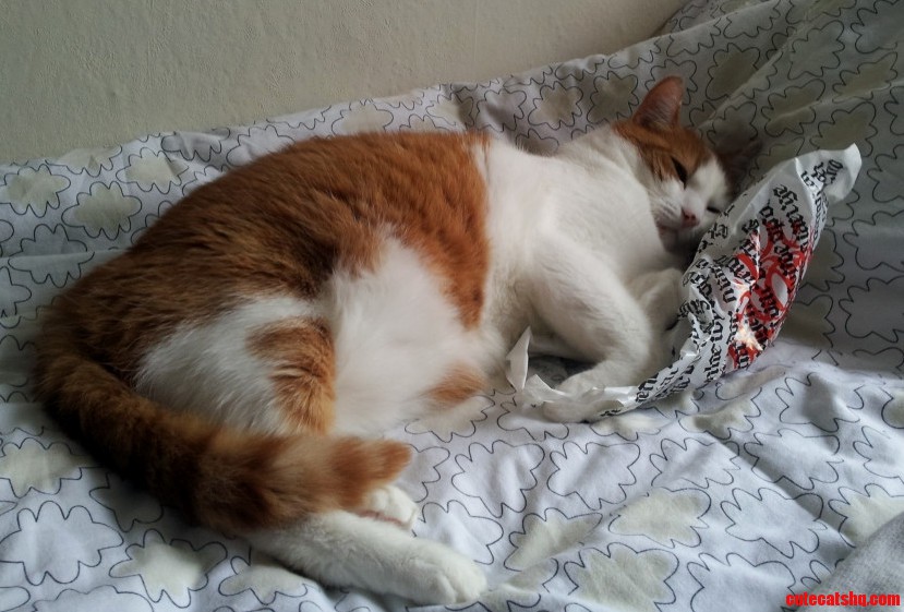 What Cat Race Is This the Fur Is Middle-long the Eyes Are Orange.