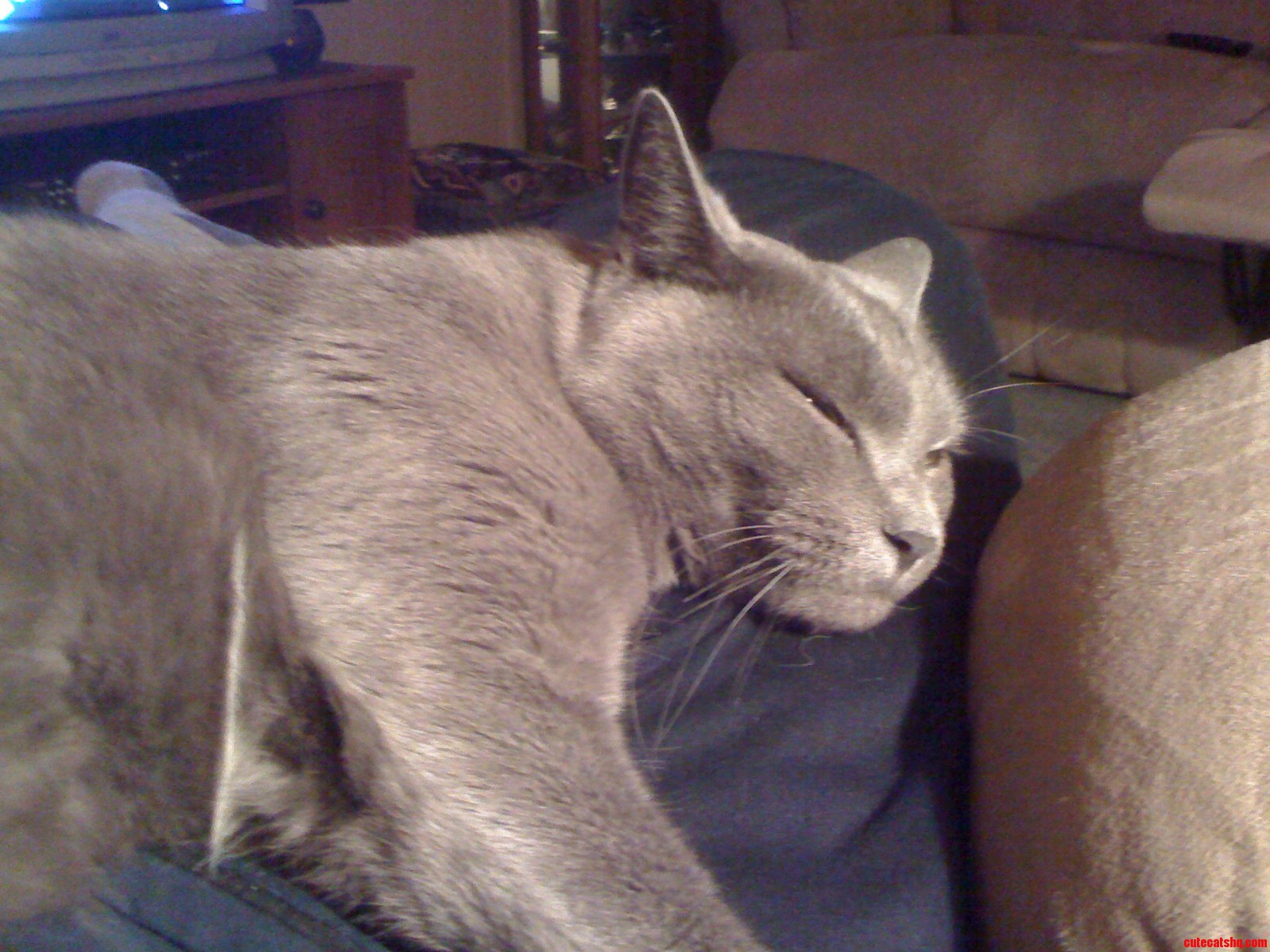 What Greater Gift Than the Love of a Cat Charles Dickens