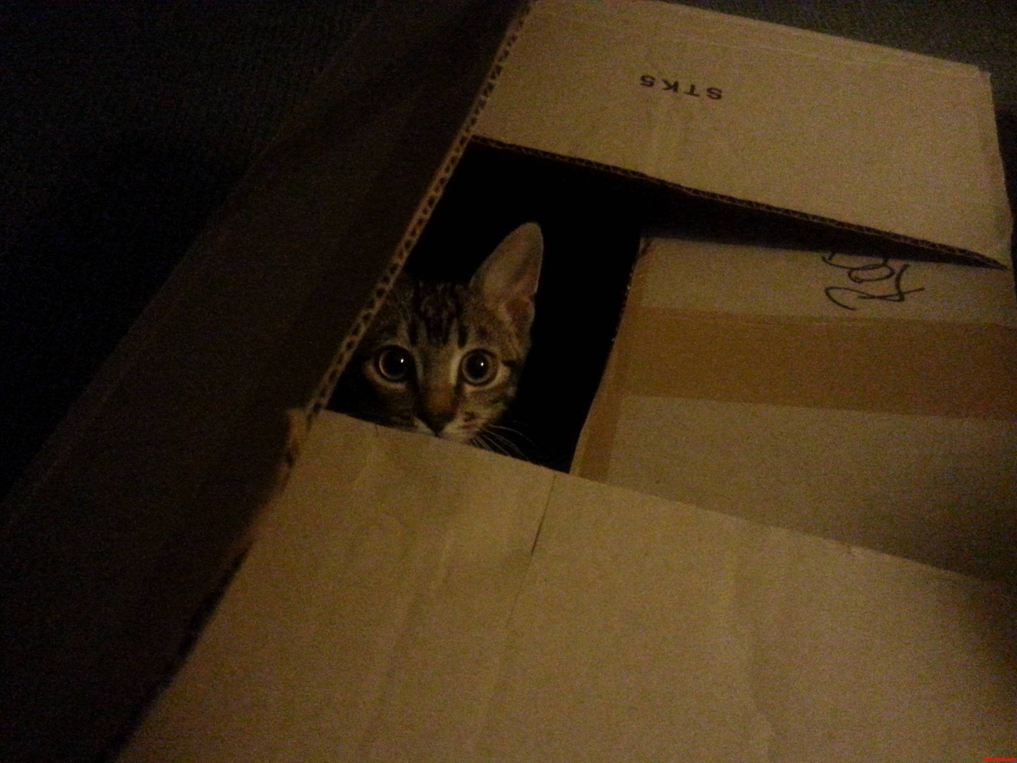 What Is It About a Box