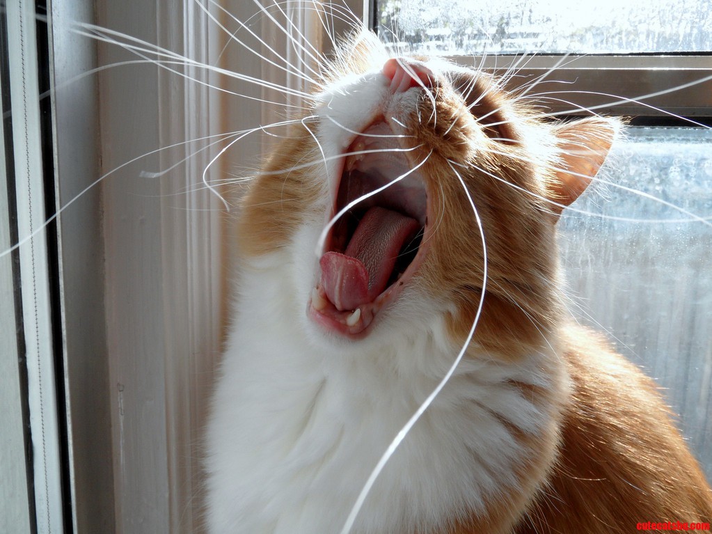 Whiskers