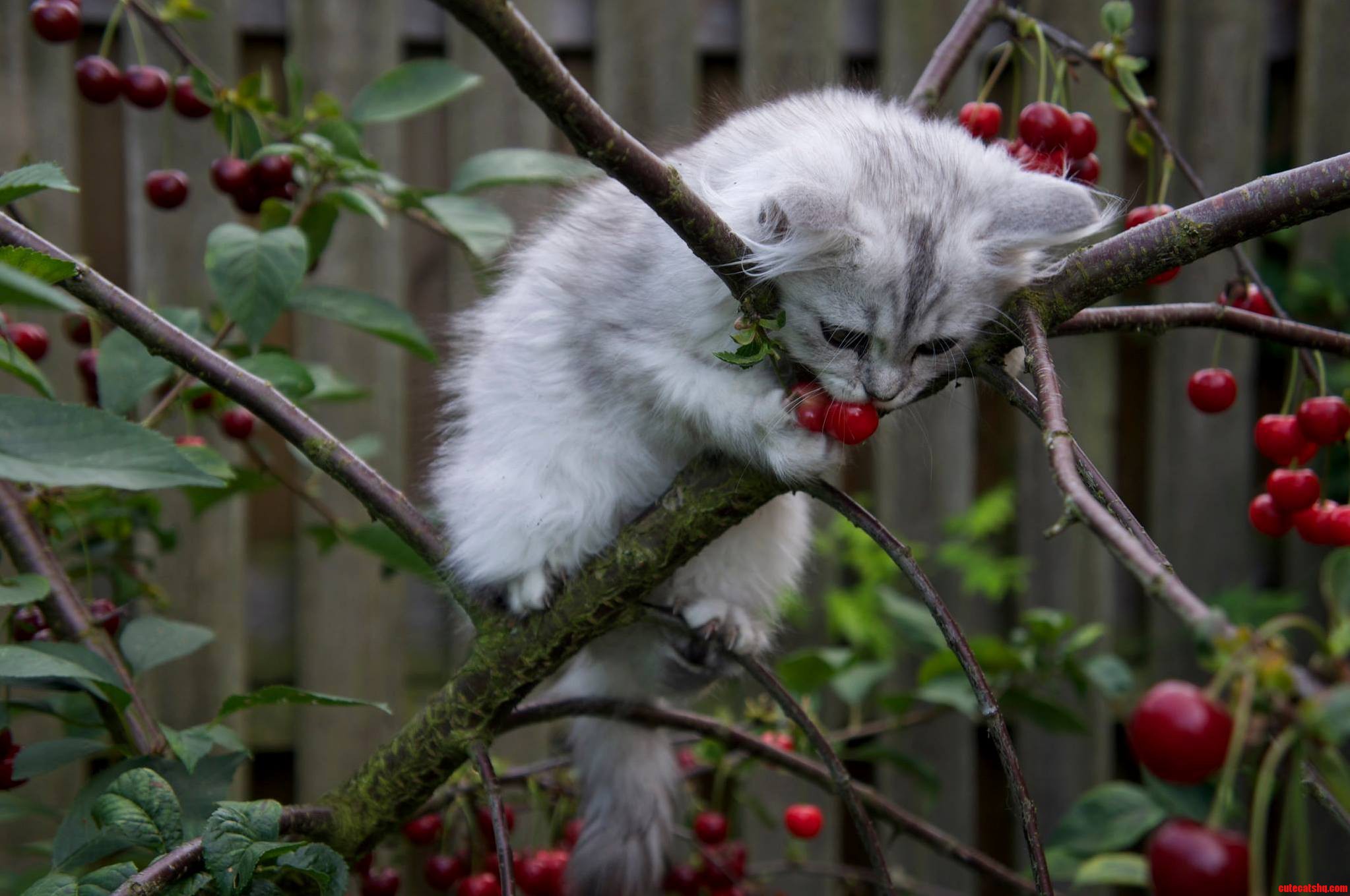 White Persian Ragdoll in a Tree Eating Cherries