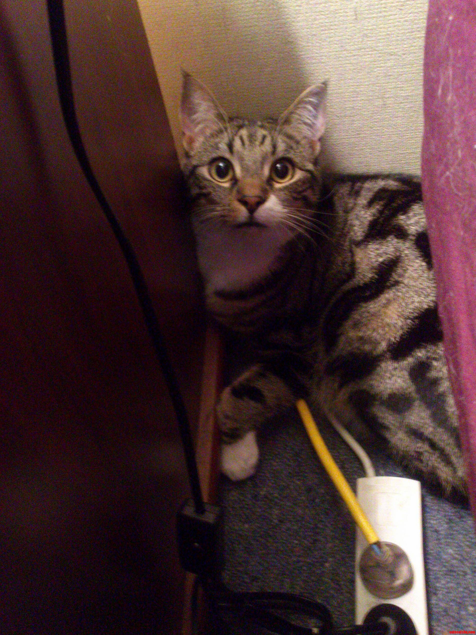 Why Are You Sleeping There Cat
