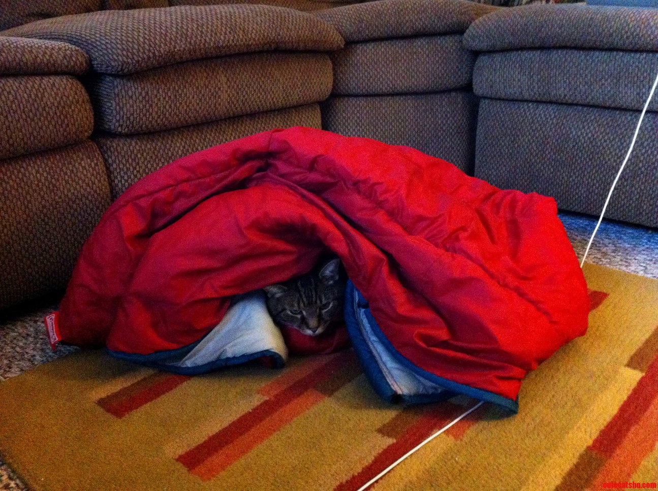 Work Is Being Done to Our Bathroom and the Cat Was Scared by the Noise... Found Him Like This.