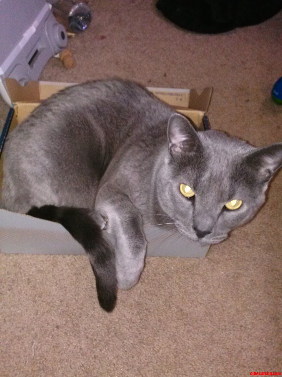 Yet Another Example of If I Fits I Sits P