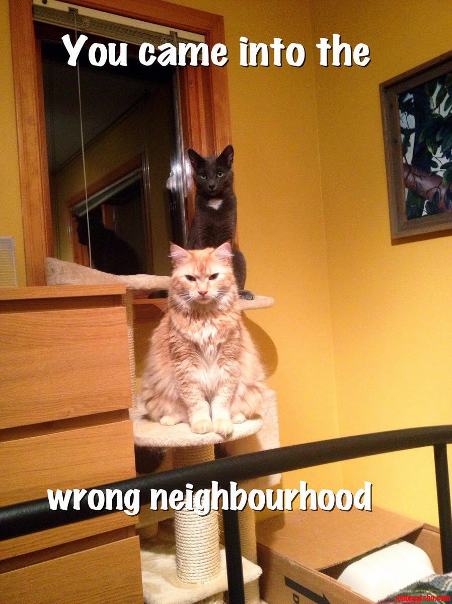 You Came Into the Wrong Neighbourhood Oc