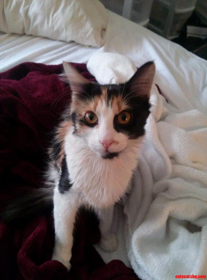 Zoey My New Calico Rescue. She Has Shockingly Orange Eyes