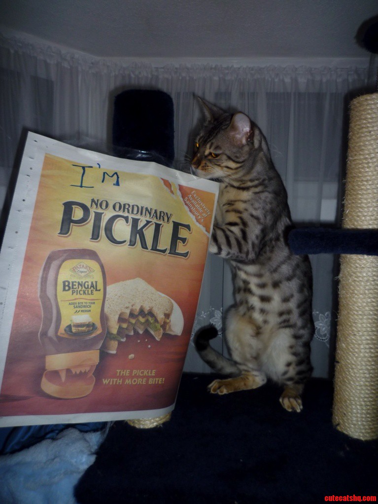 4 Years Old and a Right Bengal Pickle