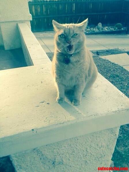 A Face Only a Mother Could Love.