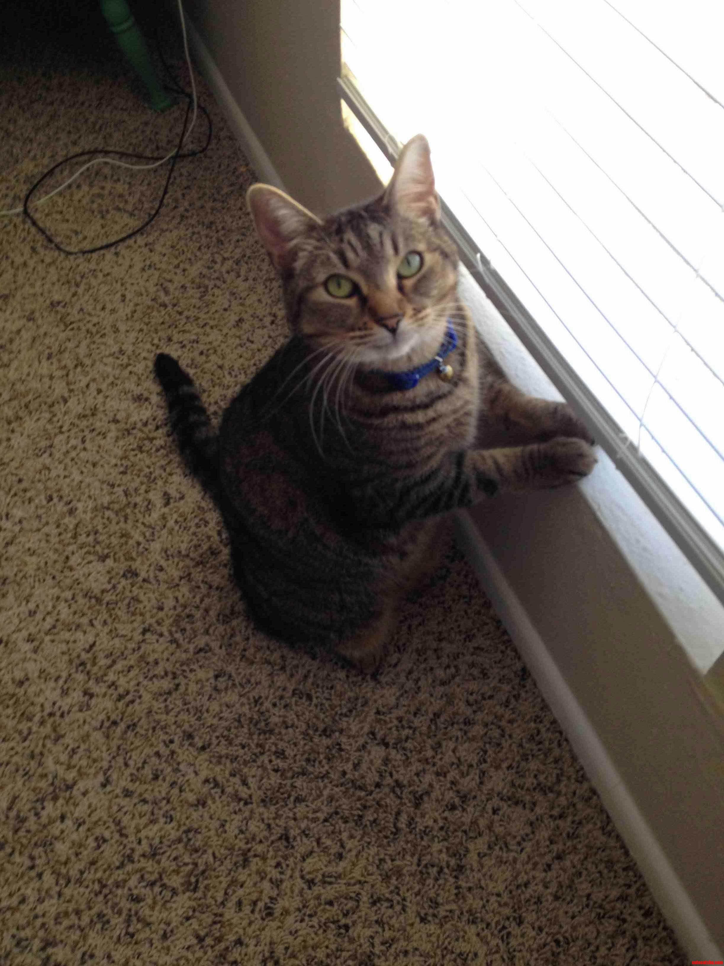 A Happy Cat.