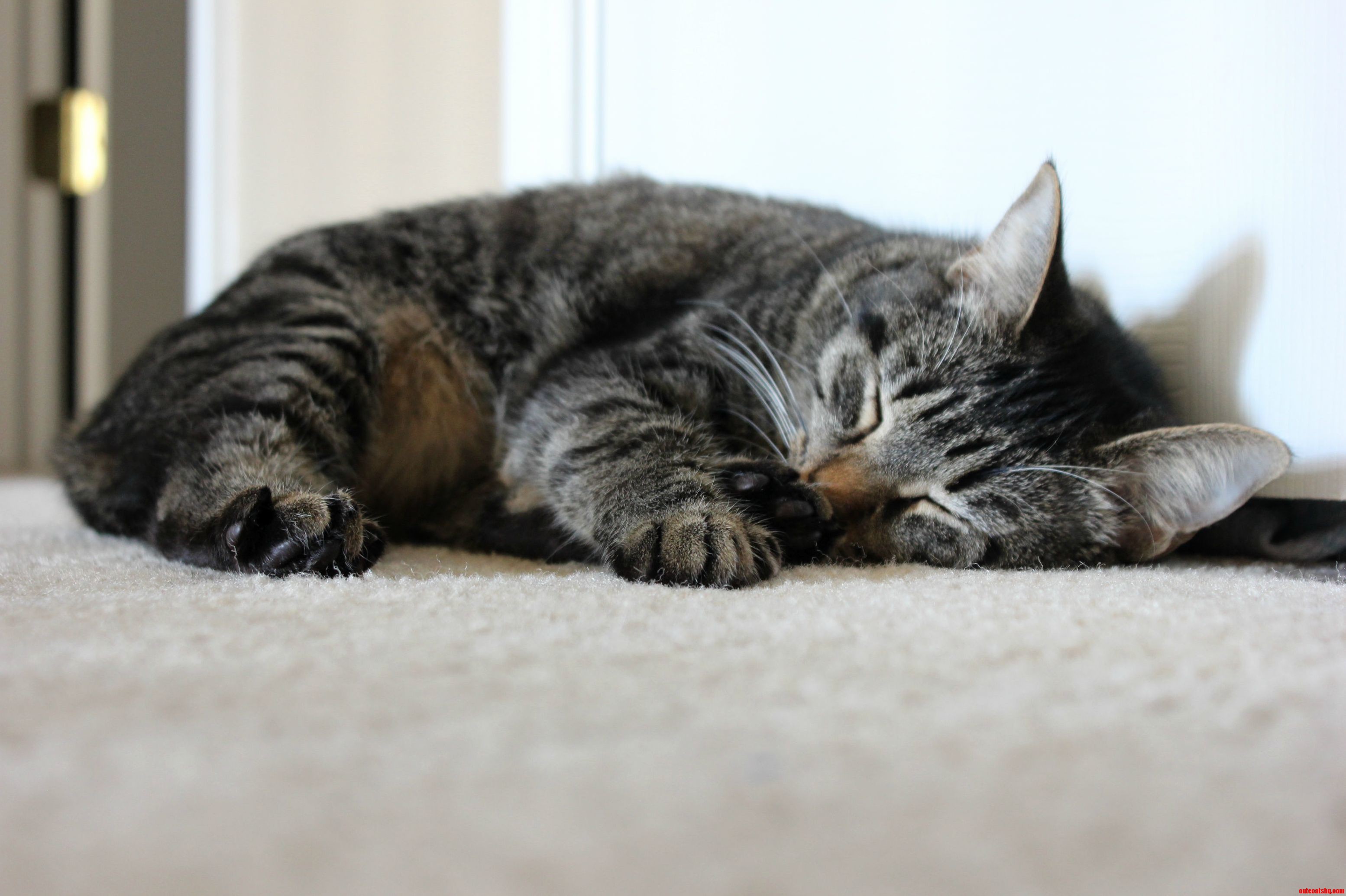A Little Afternoon Catnap