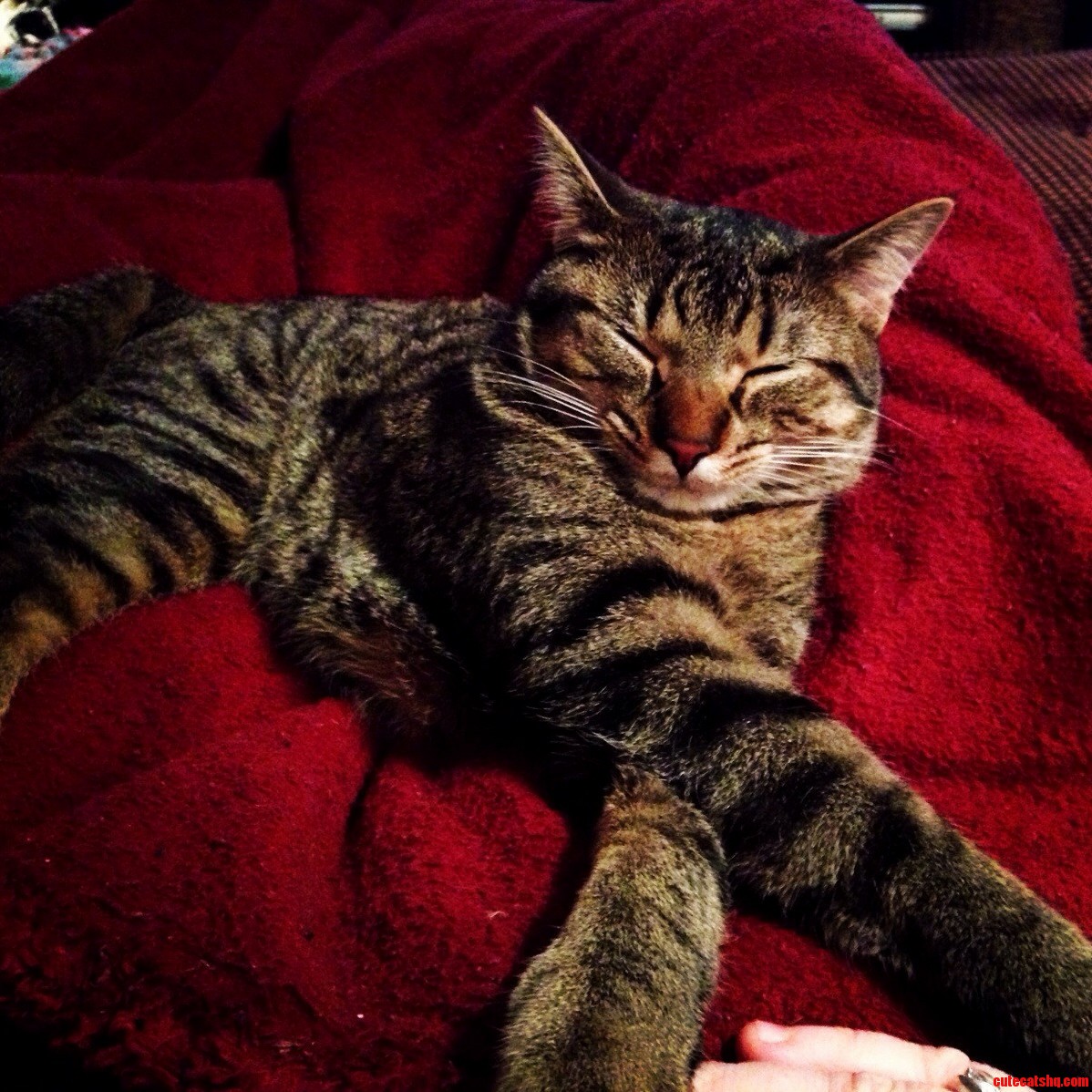 Always a Lady Kitty