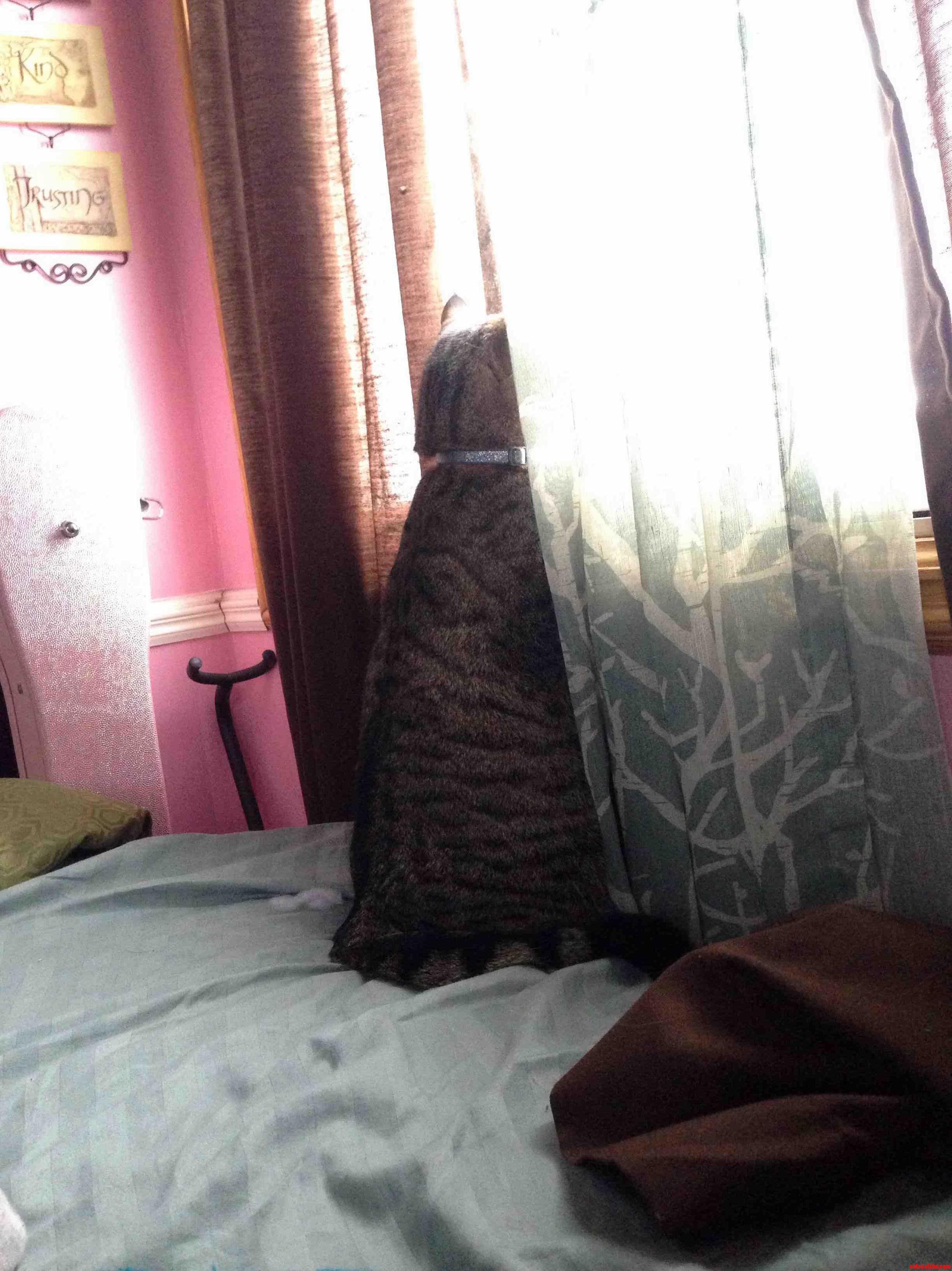 And He Ll Just Stare for Hours