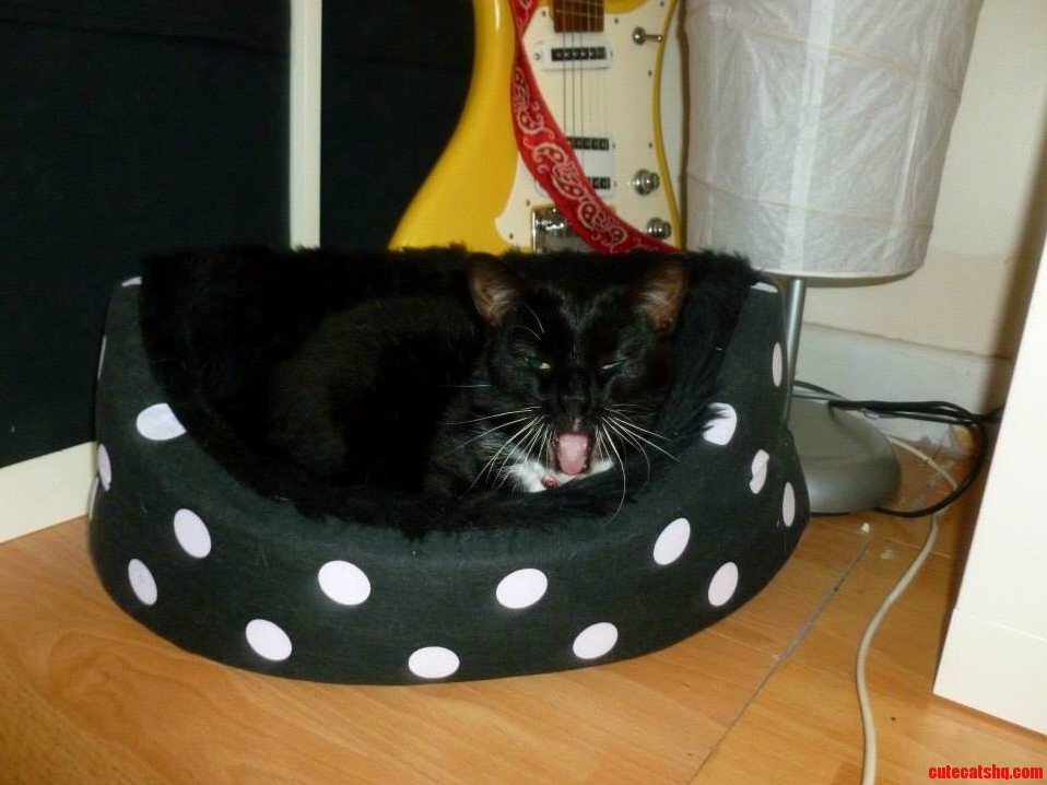Angry Cat Is Displeased