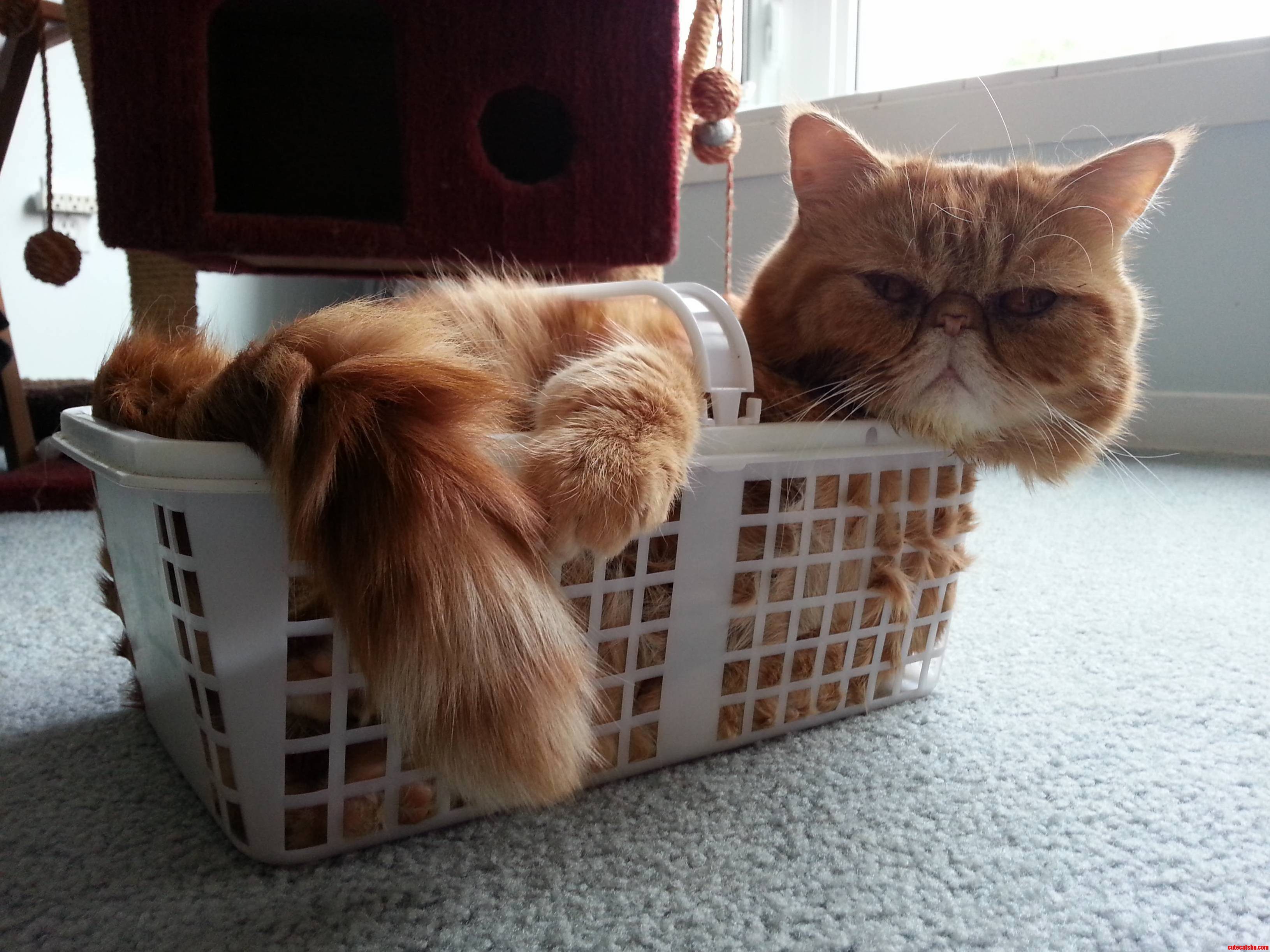 Another Kitty in a Basket