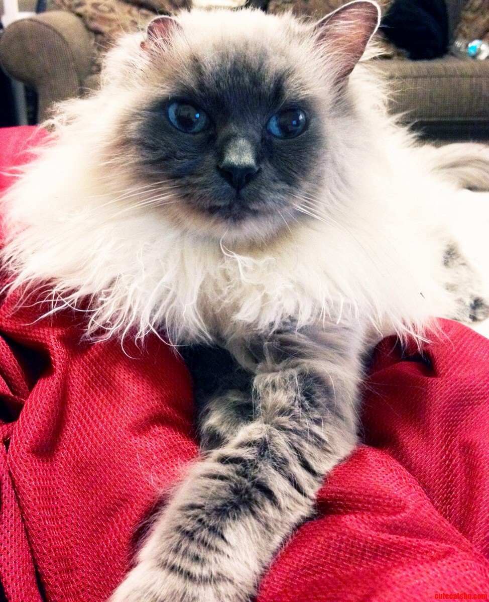 Beautiful Blue Eyes Extreme Fluff