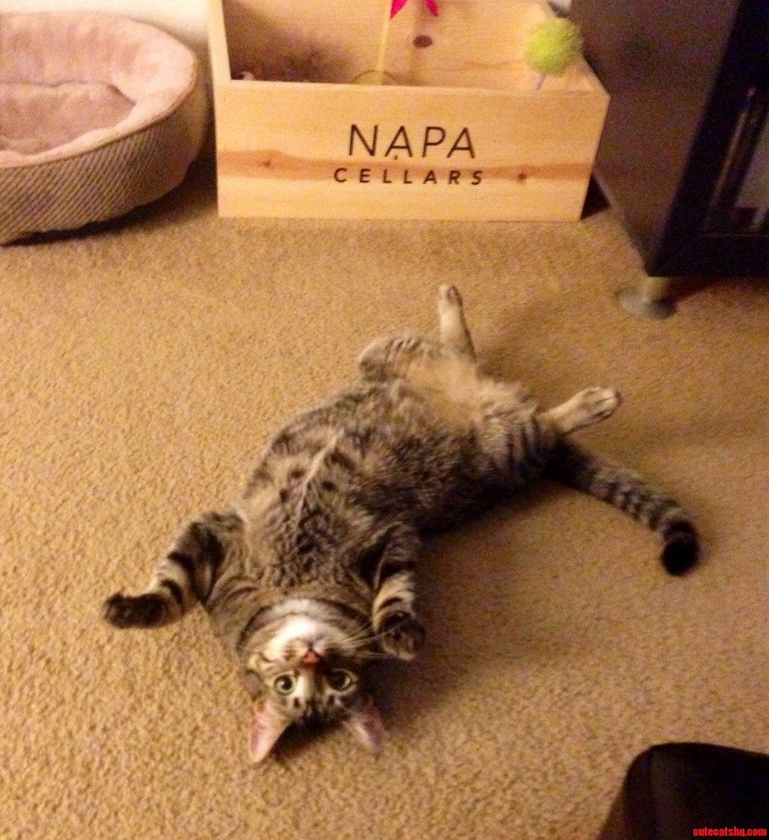 Belly Rub Please