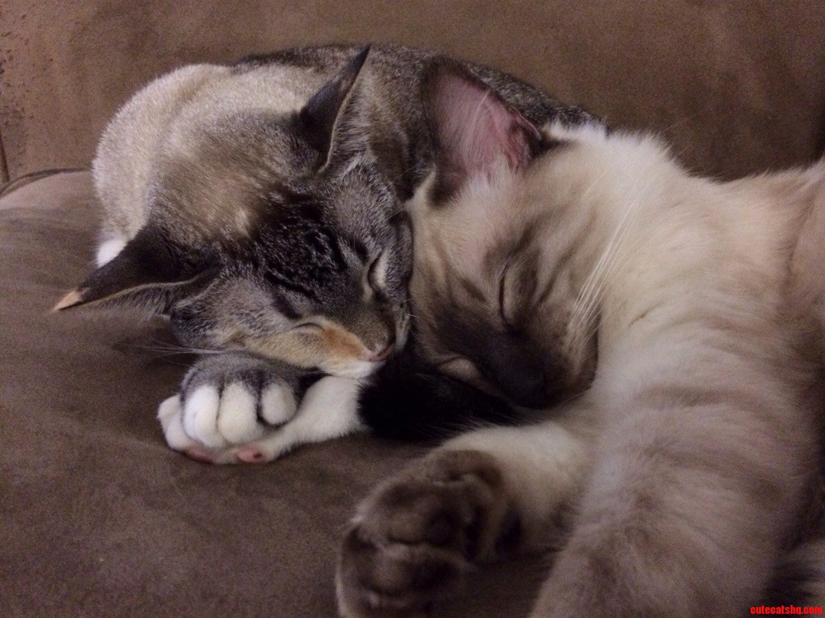 Best Buddies