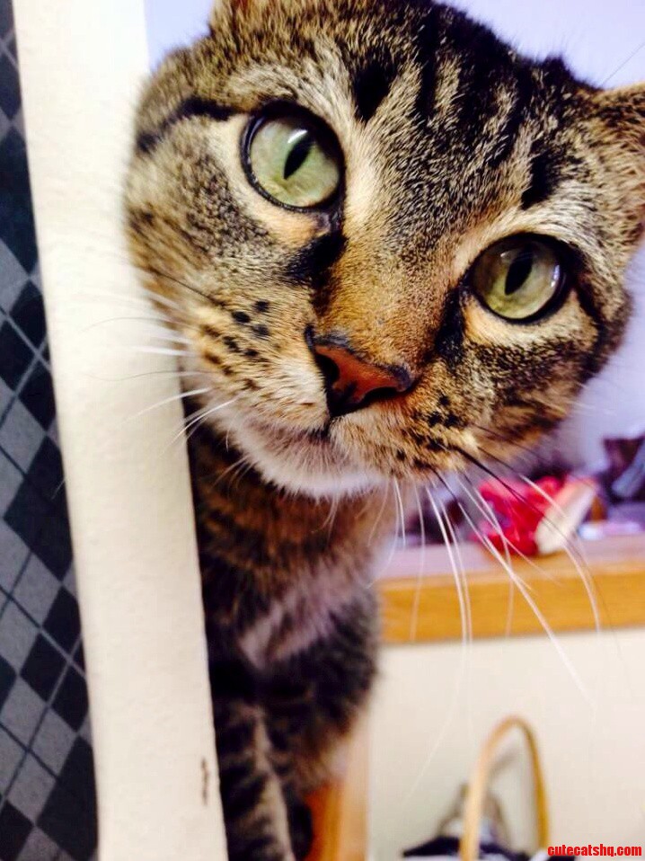 Bob Will Never Not Be My Favorite Cat.