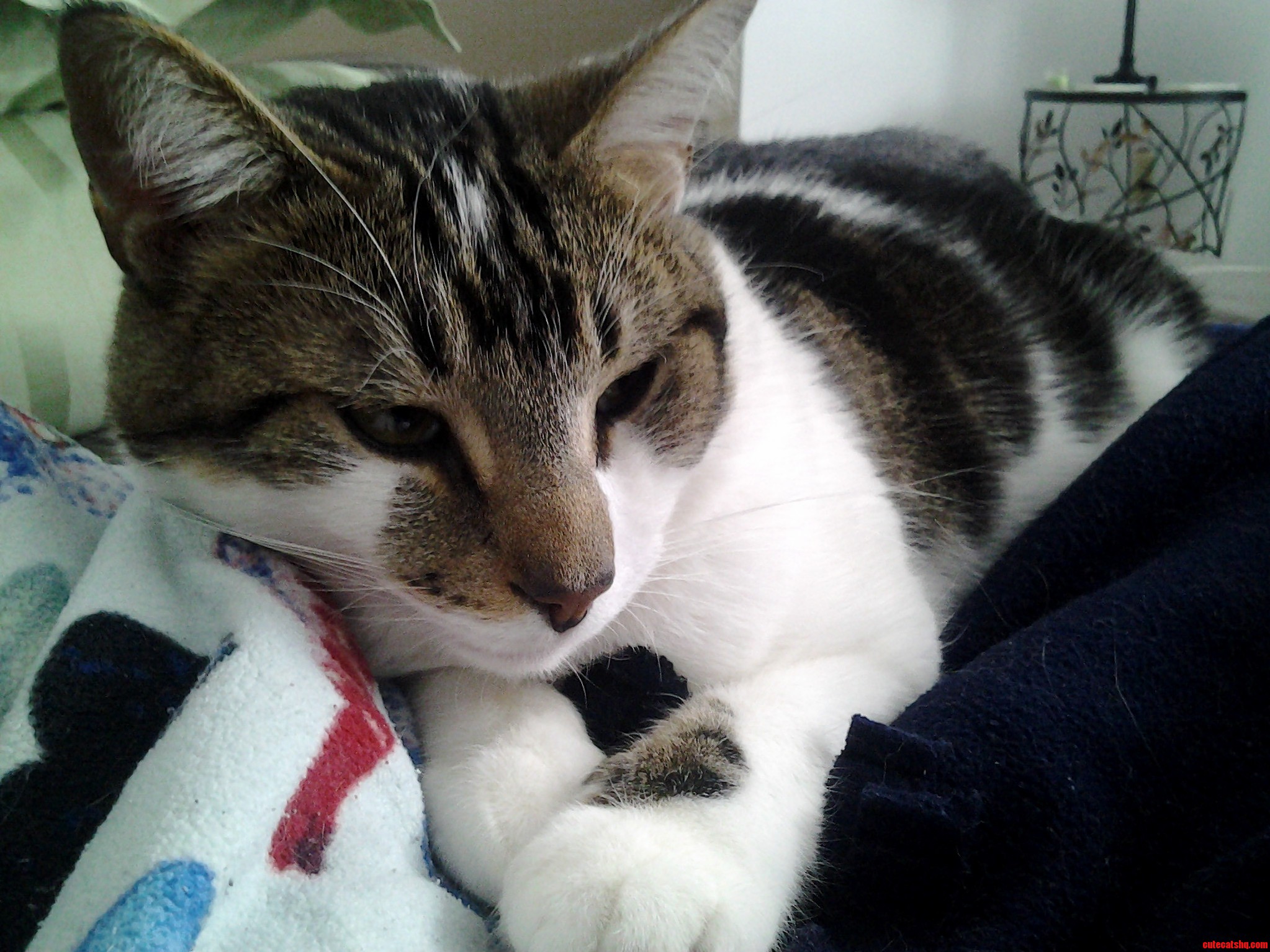 Bolla Snoozing on His Sushi Blanket...