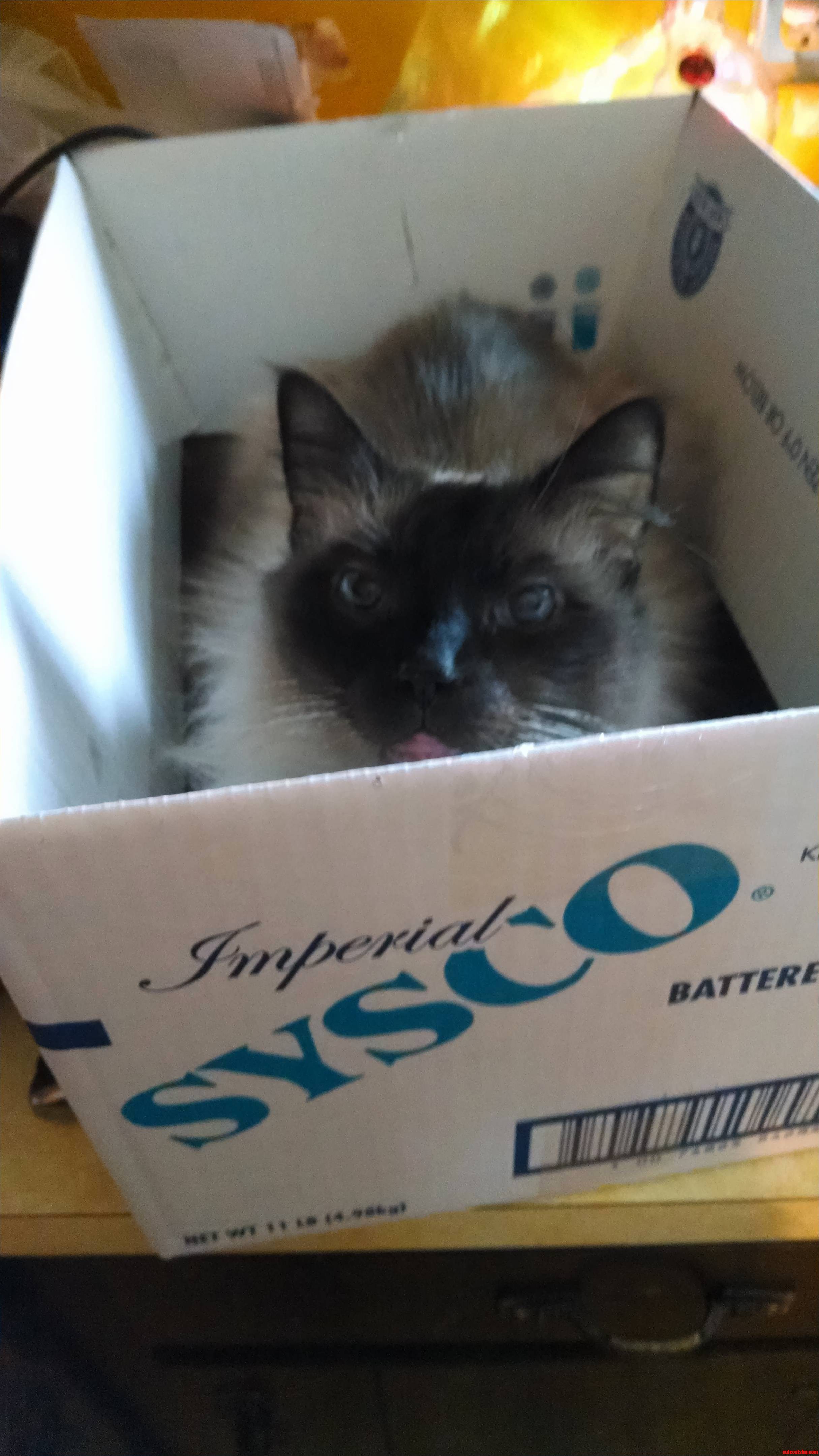 Boney in a Box