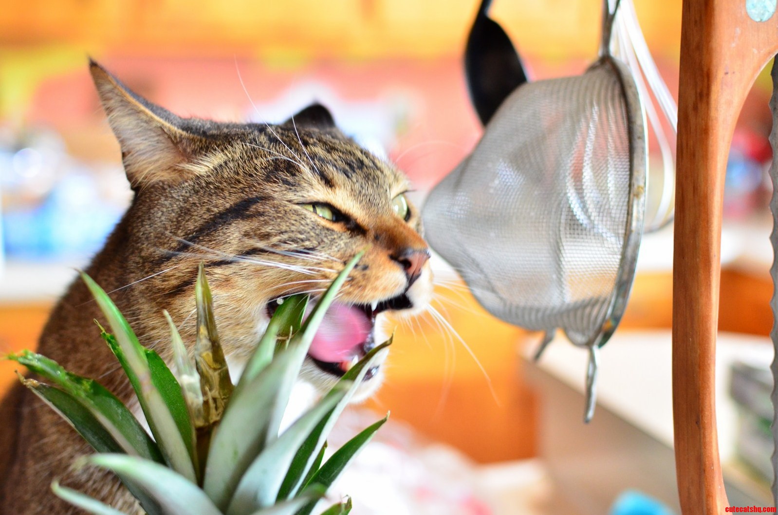 Booger Eating a Pineapple