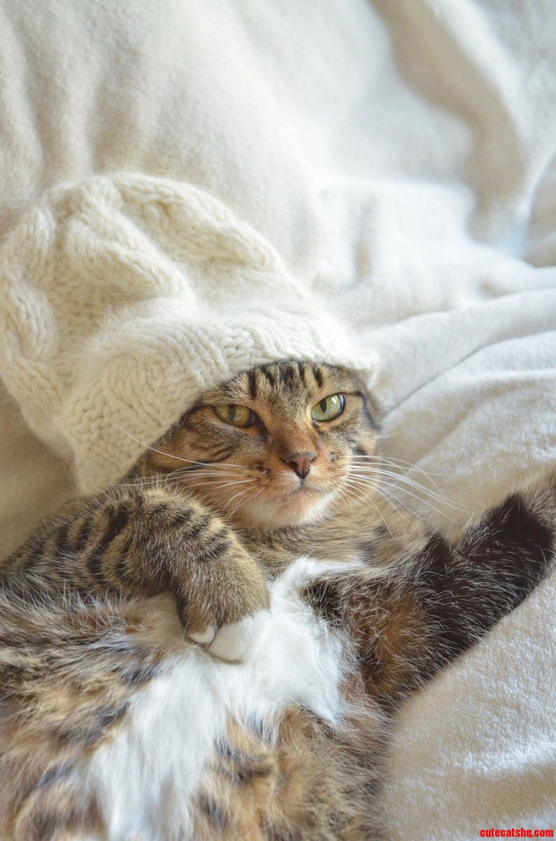 Booger... King of Comfort