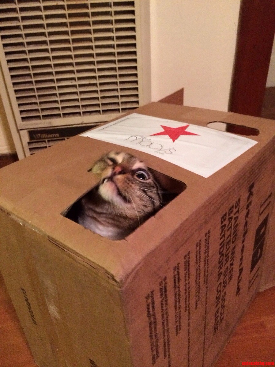 Box