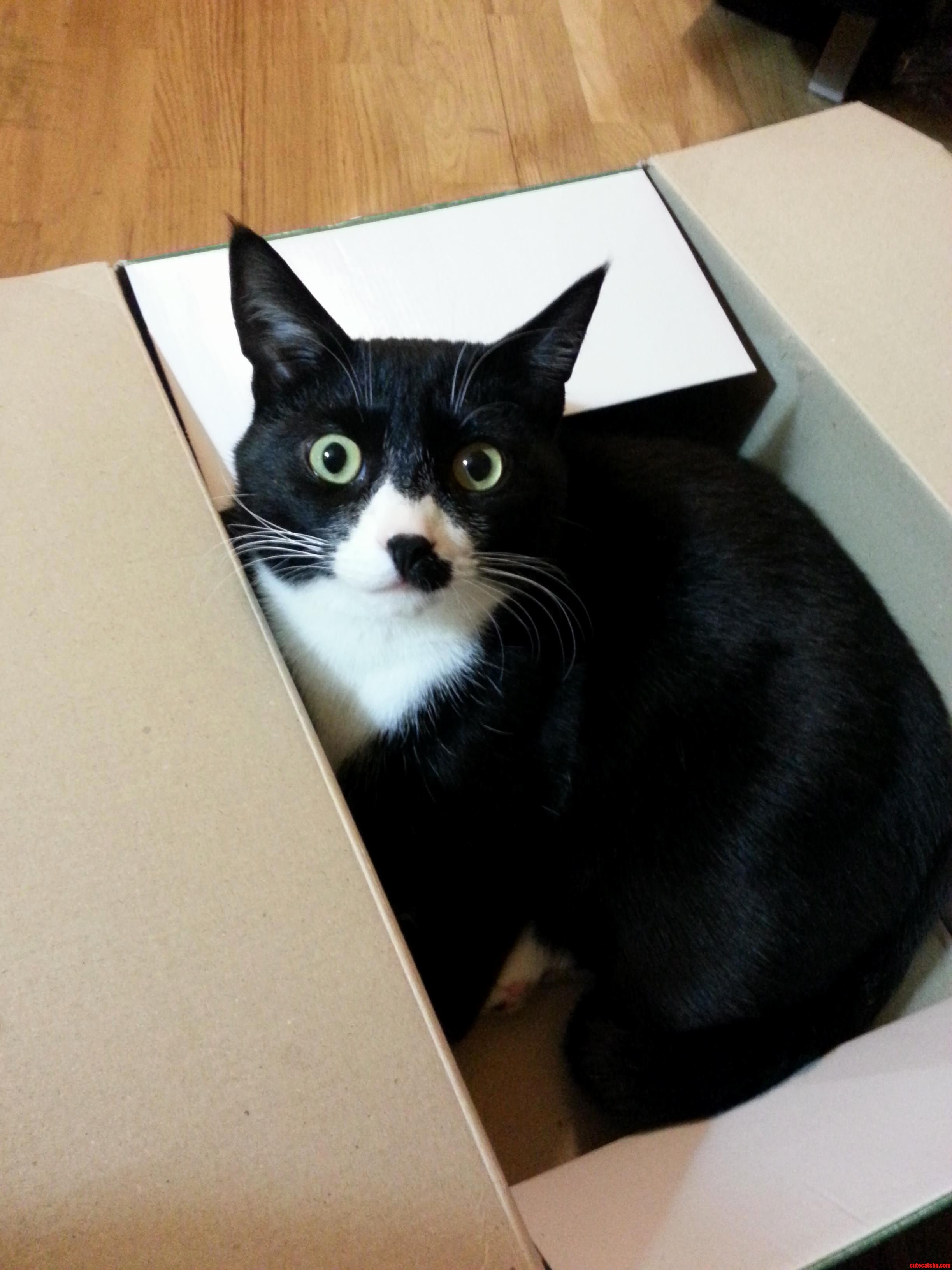 But Cat I Need to Pack.