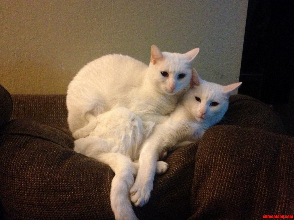 Cat Love. Brothers