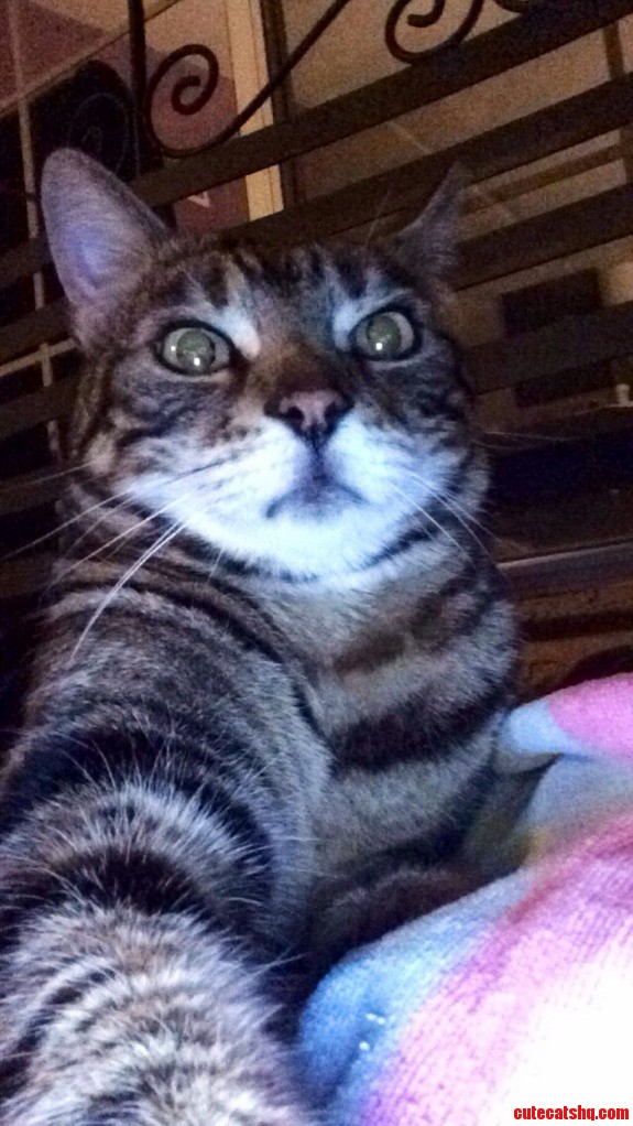 Cat Selfi